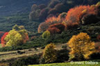 cevennes, automne, 2025,
